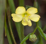 Stiff yellow flax